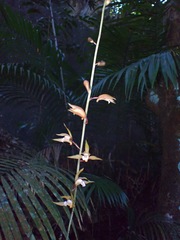 Ania penangiana
