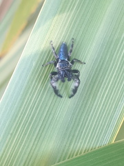 Mburuvicha galianoae