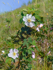 Rosa buschiana
