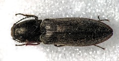 Cidnopus aeruginosus