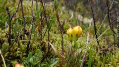 Gentianella hirculus