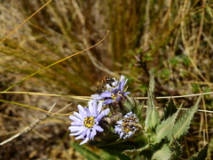 Perezia multiflora