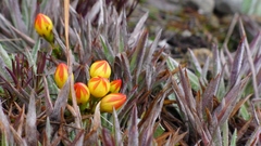 Gentianella hirculus