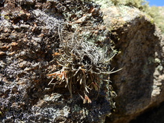 Tillandsia virescens