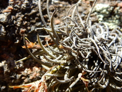 Tillandsia virescens