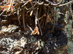 Tillandsia virescens