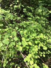 Holodiscus discolor discolor