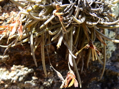 Tillandsia virescens