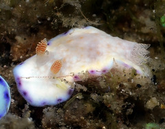 Goniobranchus alius
