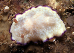 Goniobranchus alius