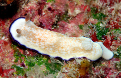 Goniobranchus alius