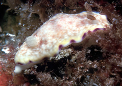 Goniobranchus alius