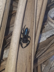 Mburuvicha galianoae