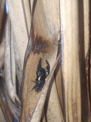 Mburuvicha galianoae