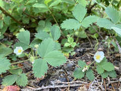 Fragaria cascadensis