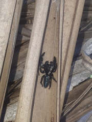 Mburuvicha galianoae