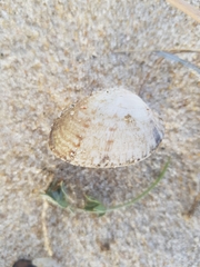 Ruditapes decussatus