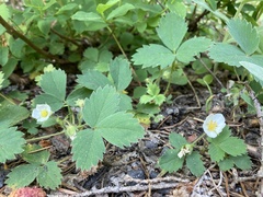 Fragaria cascadensis