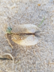 Ruditapes decussatus