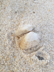 Ruditapes decussatus