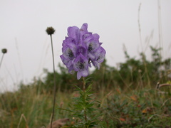 Aconitum nasutum