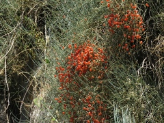 Ephedra procera