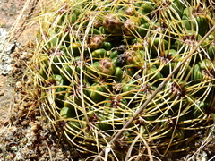 Gymnocalycium monvillei