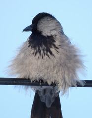 Corvus cornix