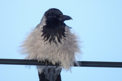 Corvus cornix