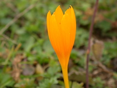 Crocus scharojanii