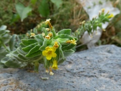 Alkanna orientalis