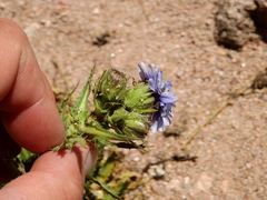 Perezia multiflora