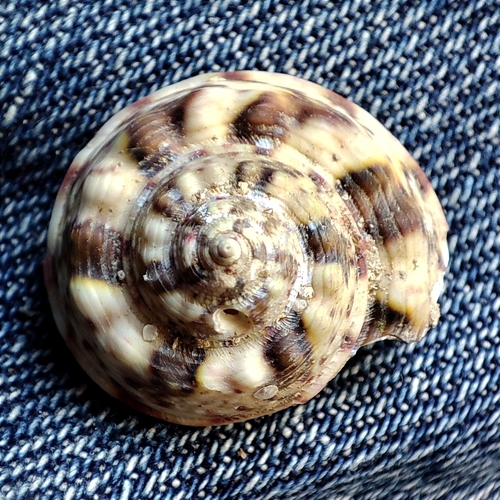 Turban Topshell