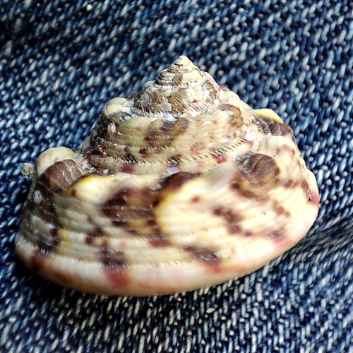 Turban Topshell