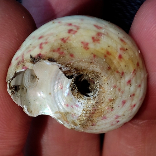 Turban Topshell