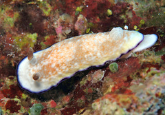 Goniobranchus alius
