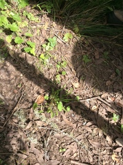 Claytonia parviflora