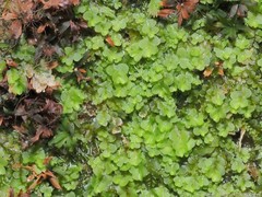 Jubula pennsylvanica