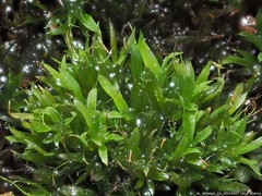 Diphyscium mucronifolium