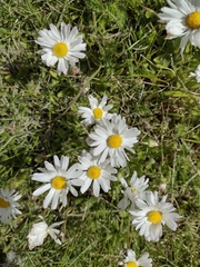 Tripleurospermum inodorum