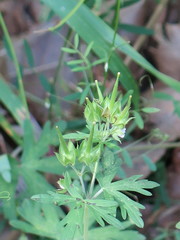 Geranium carolinianum carolinianum