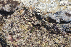Grapsus tenuicrustatus