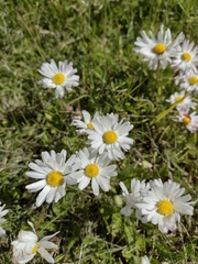 Tripleurospermum inodorum