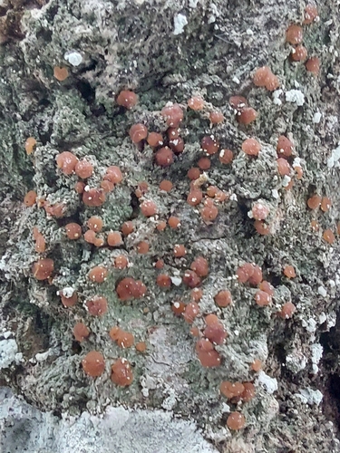 Representative image of Bacidia fraxinea