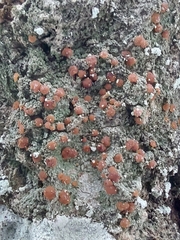 Bacidia fraxinea