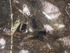 Camponotus termitarius