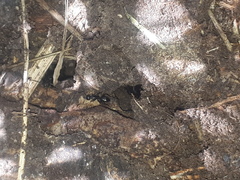 Camponotus termitarius