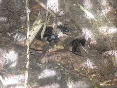 Camponotus termitarius