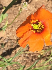 Papaver heterophyllum