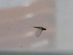 Ephemeroptera